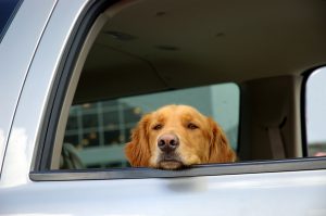 Pets can provide great benefits for truck drivers on long hauls. 
